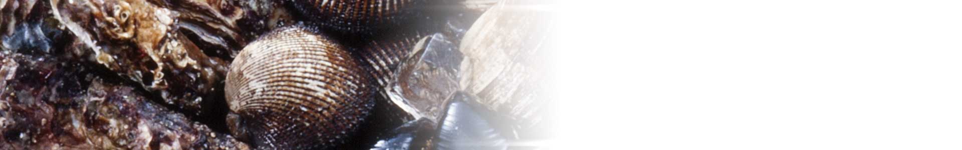 Shellfish & Mussels