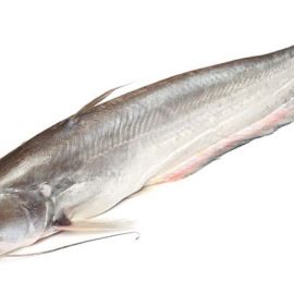 catfish