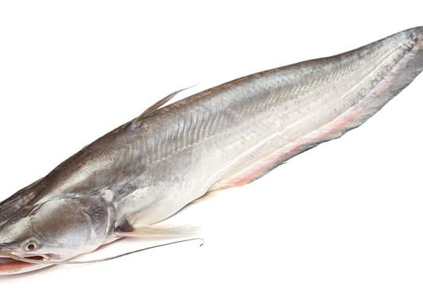 catfish