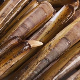 razor clams