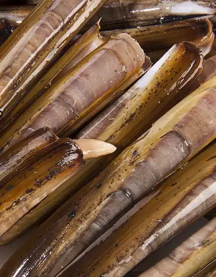razor clams