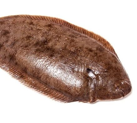 dover-sole