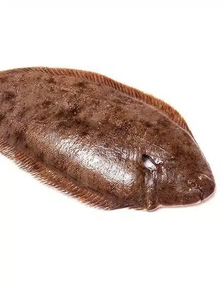 dover-sole