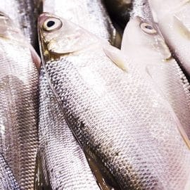 milkfish-per-fish