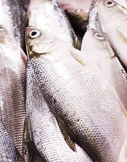 milkfish-per-fish