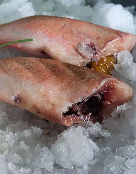 redfish-headless-_1026_