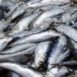 sardines-kg