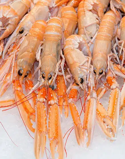 Whole Scampi