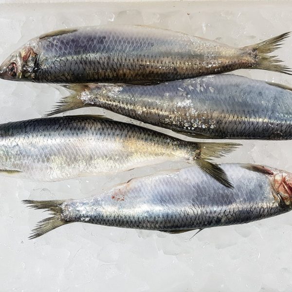 fresh herring for sale near me