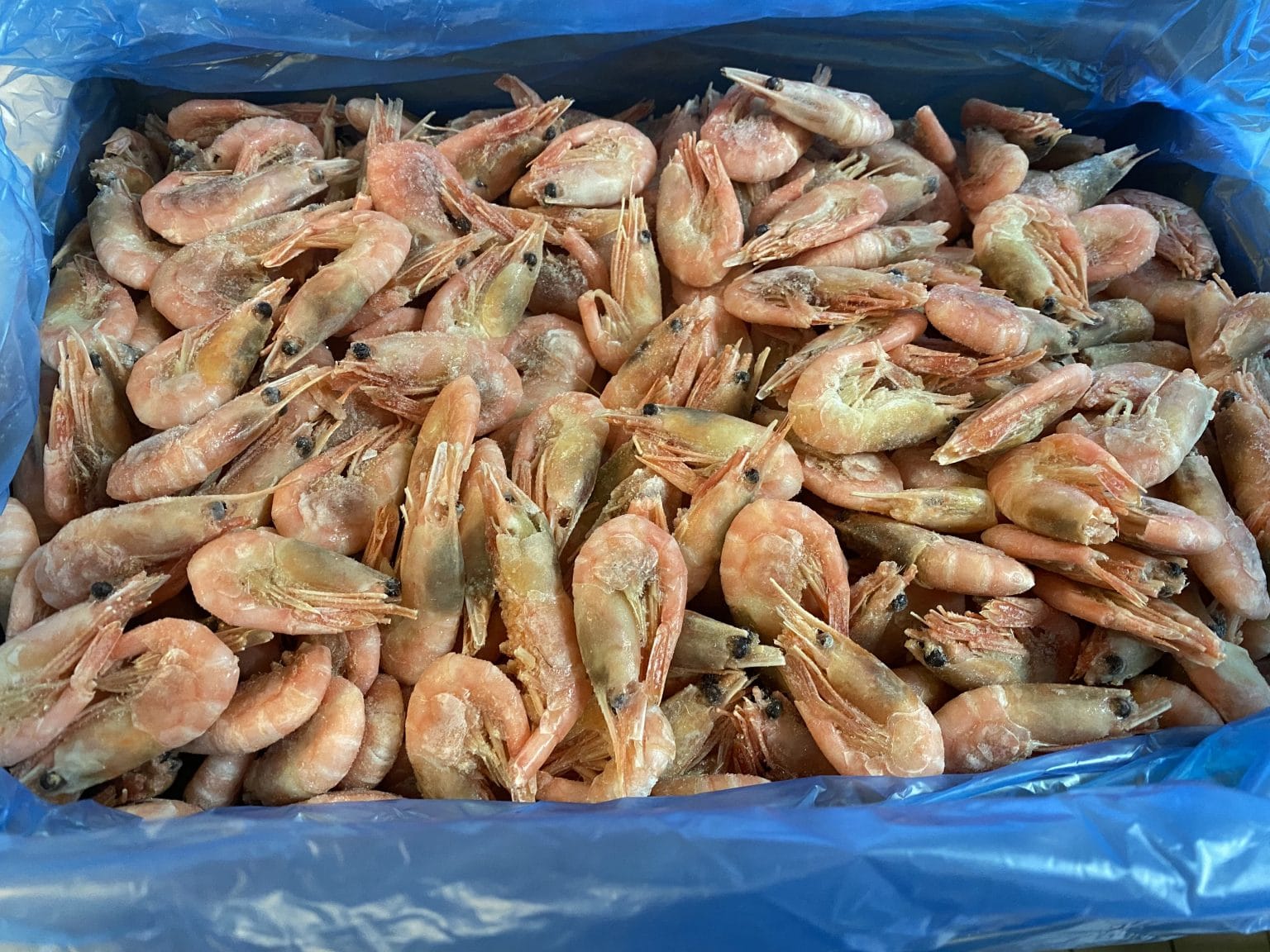 Shell on Prawns 5kg - Frozen Fish Direct