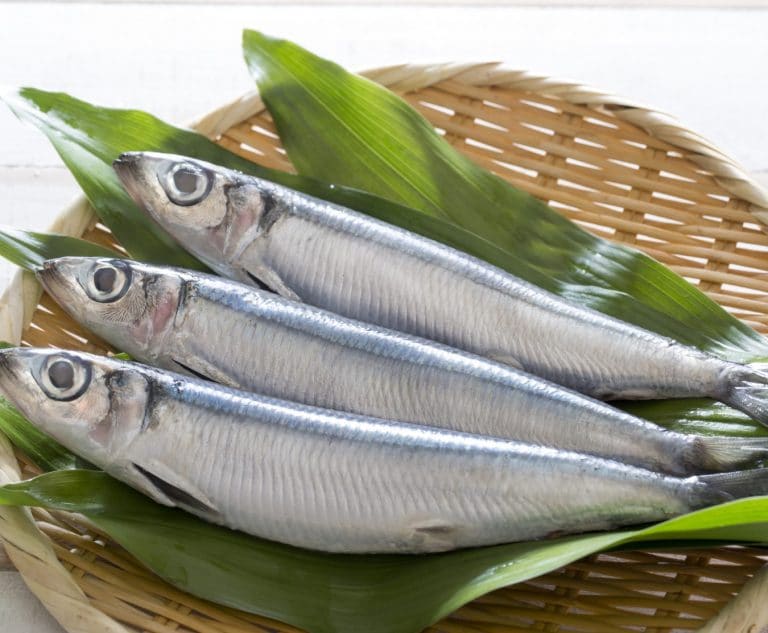 Herring Fish
