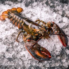 Lobster 500 – 600g Raw