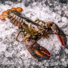 Lobster 500 – 600g Raw
