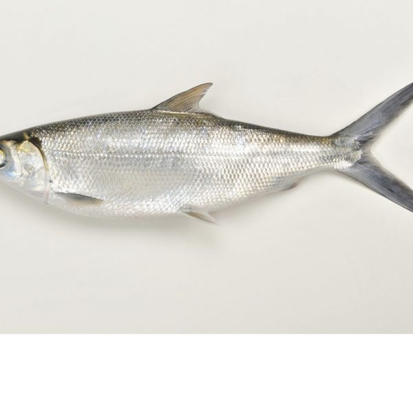 Milkfish 5800g 5kg BOX