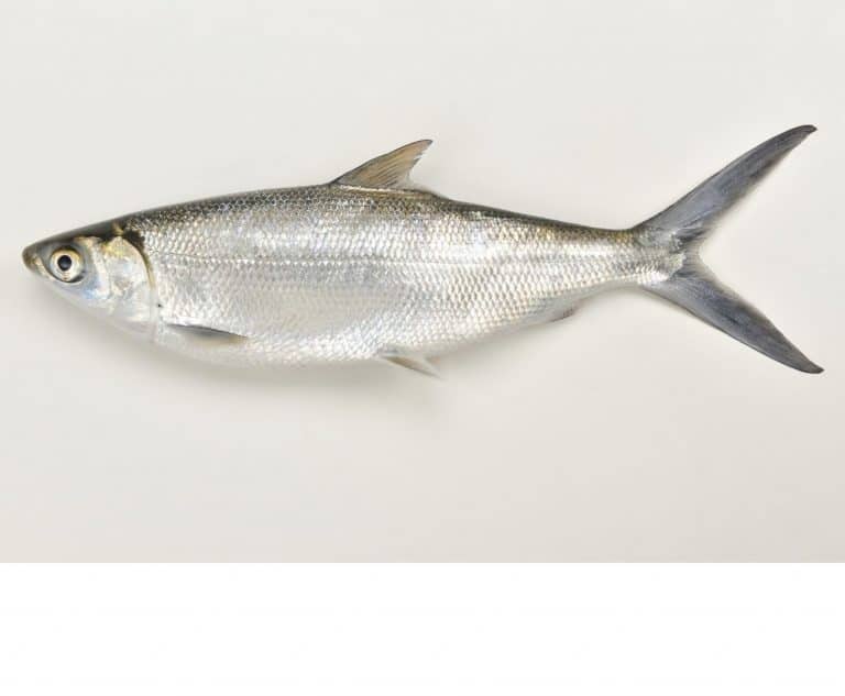 Milkfish
