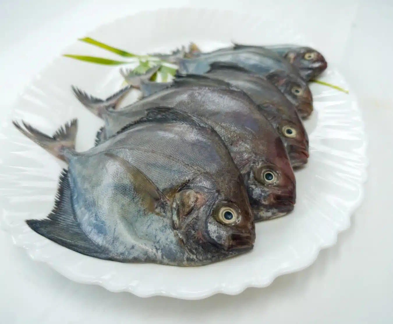 Black Pomfret 500g-560g