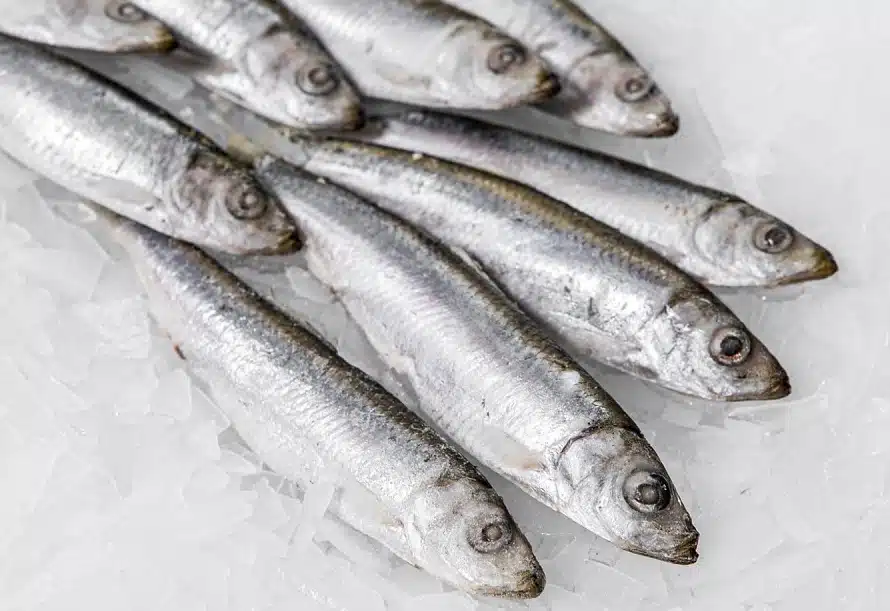 Frozen Fish Delivery1