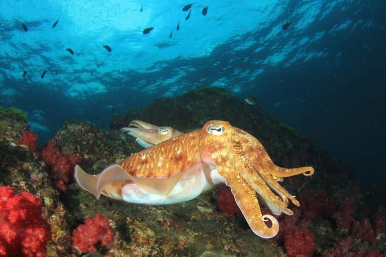 Cuttlefish