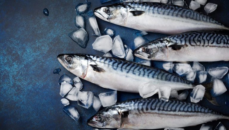 Mackerel