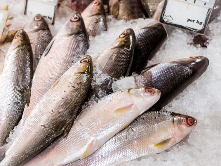 Milkfish