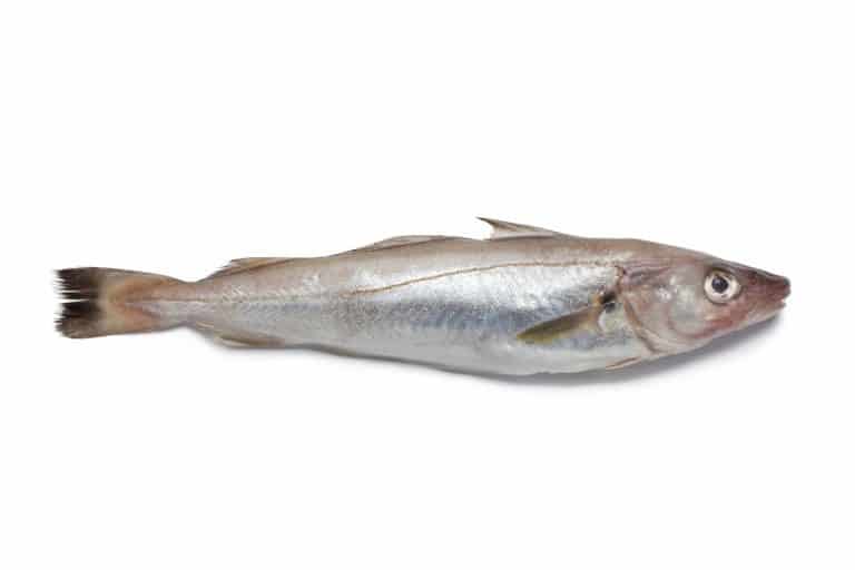 Whiting