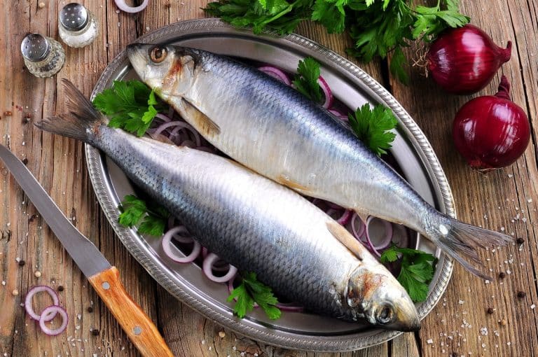 Herring Fish