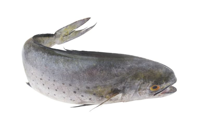 Mahi Mahi