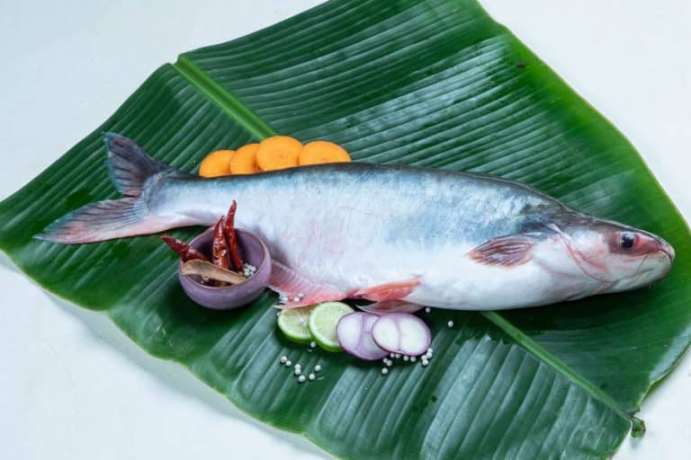 Panga