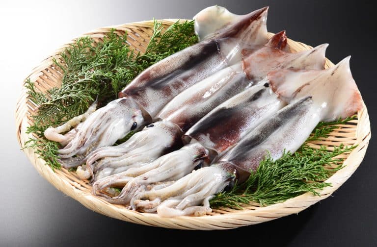 Squid