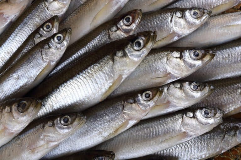 Smelts