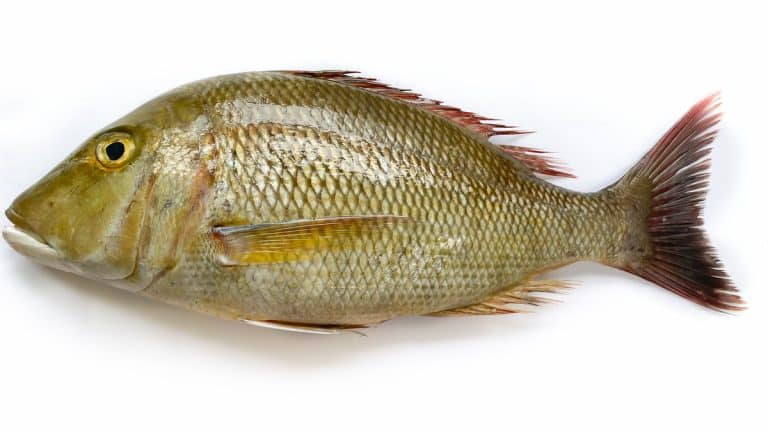 Emperor Fish
