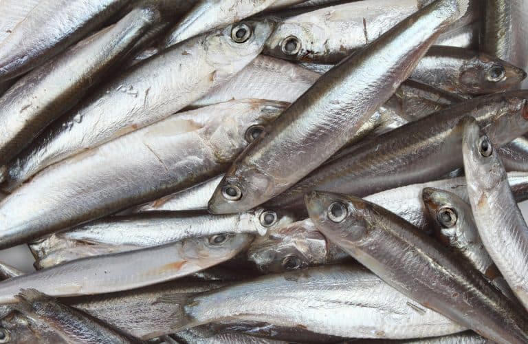 Whitebait