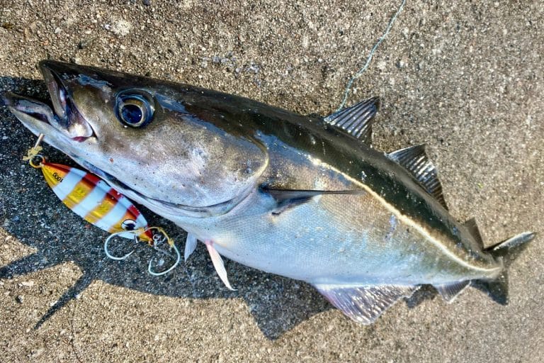 Coley Fish