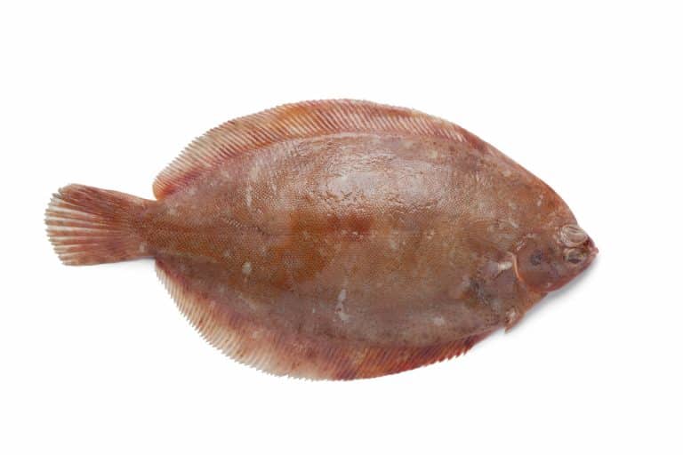 Lemon Sole