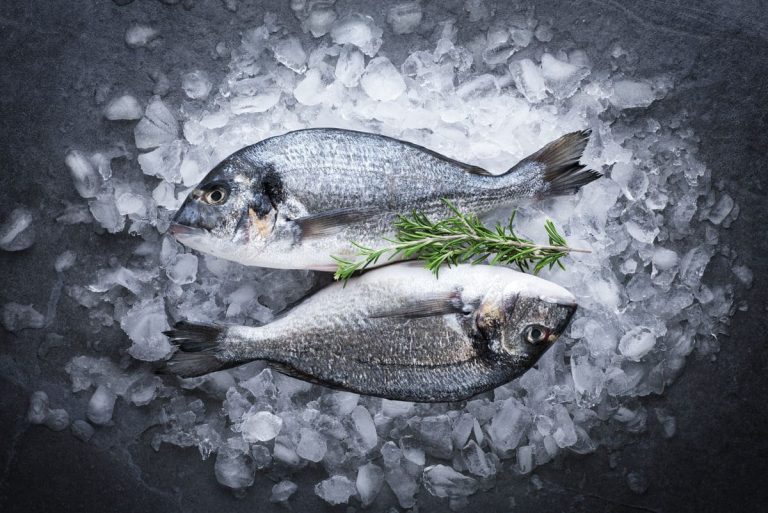 Sea Bream