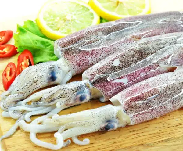 small squid 1kg