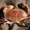 hen crab (cooked) 600 750g