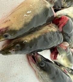 eel heads 1kg