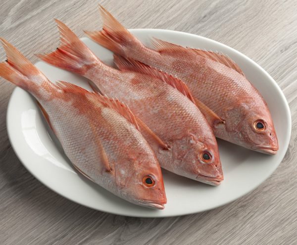 red snapper 6 850gram