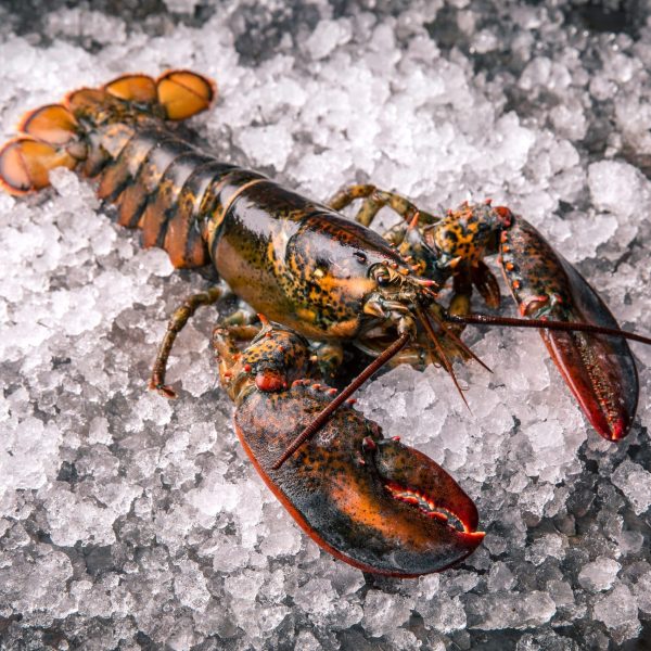 whole raw frozen lobster