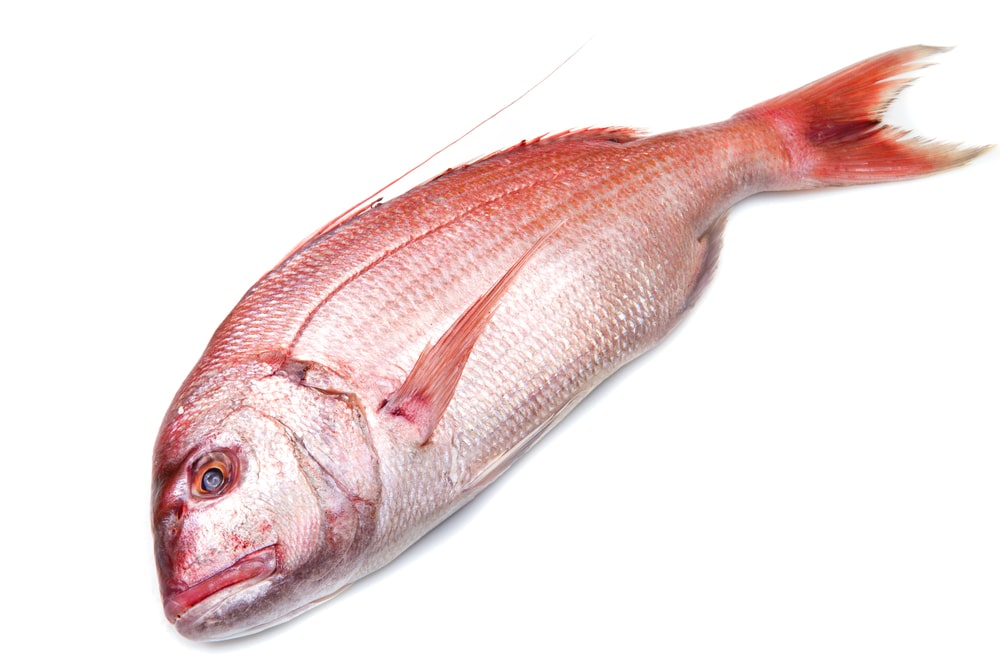 Red Snapper Whole