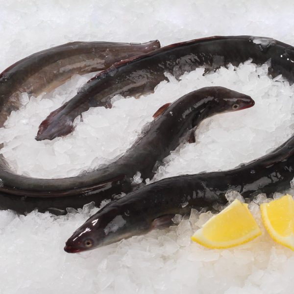whole eel gutted 500 600g
