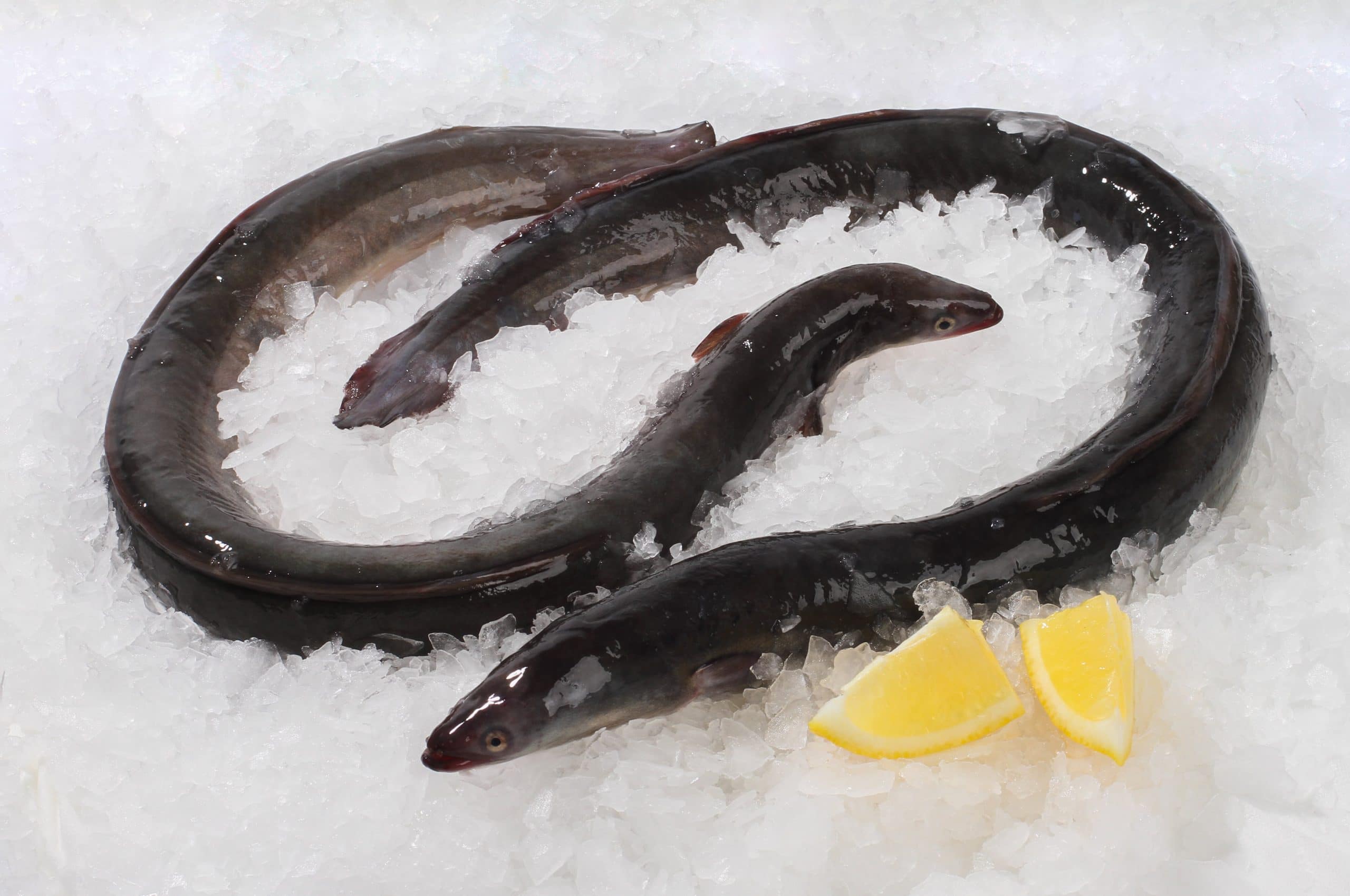 whole eel gutted 500 600g