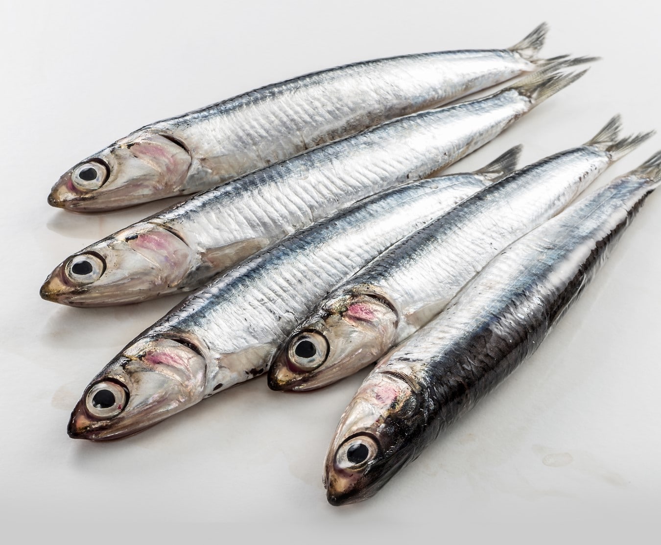 anchovies xlarge 1kg