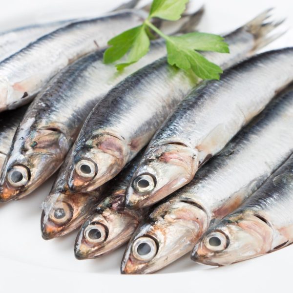 anchovies xlarge 1kg