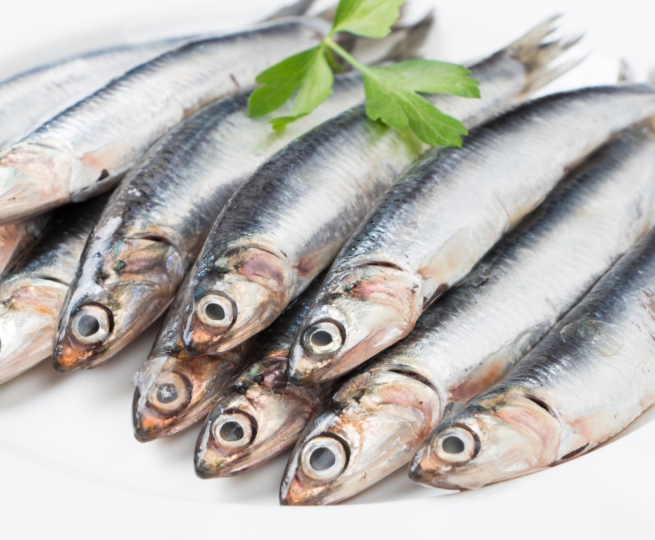 anchovies xlarge 1kg