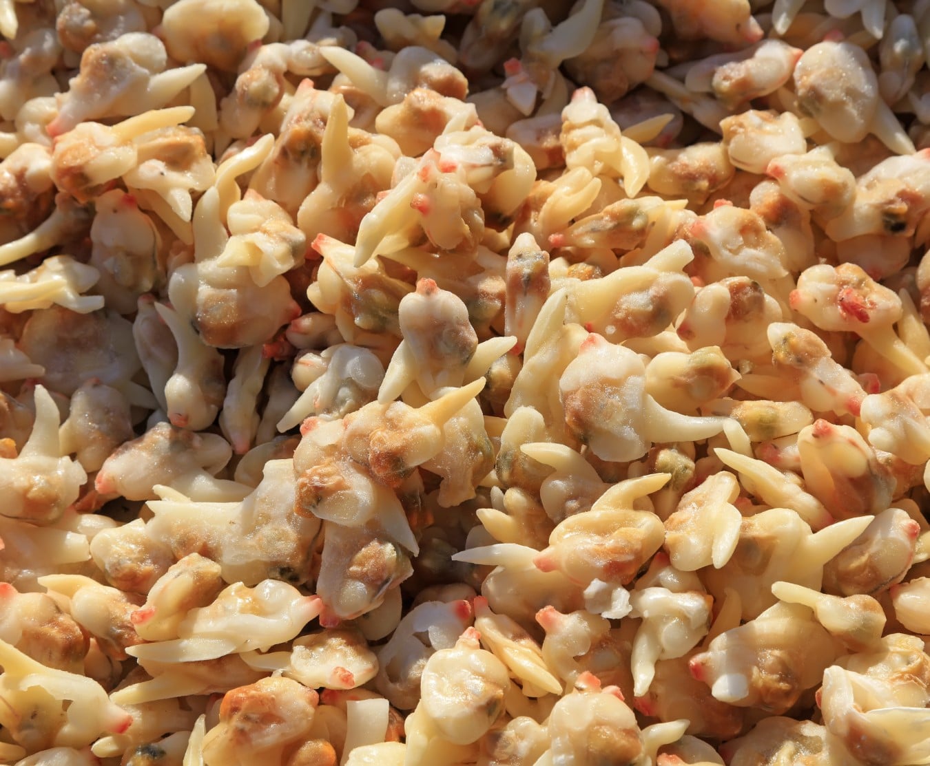 clam meat 1kg