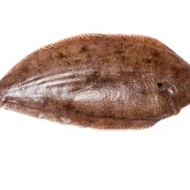 dover sole 500 600g