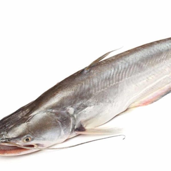 frozen catfish 300 500g