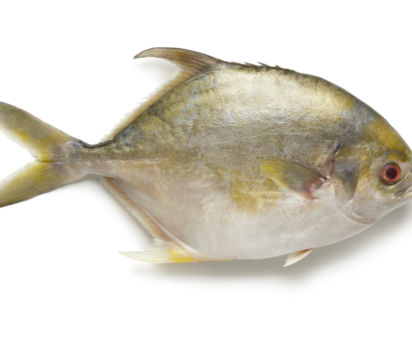 golden pomfret 300 350g